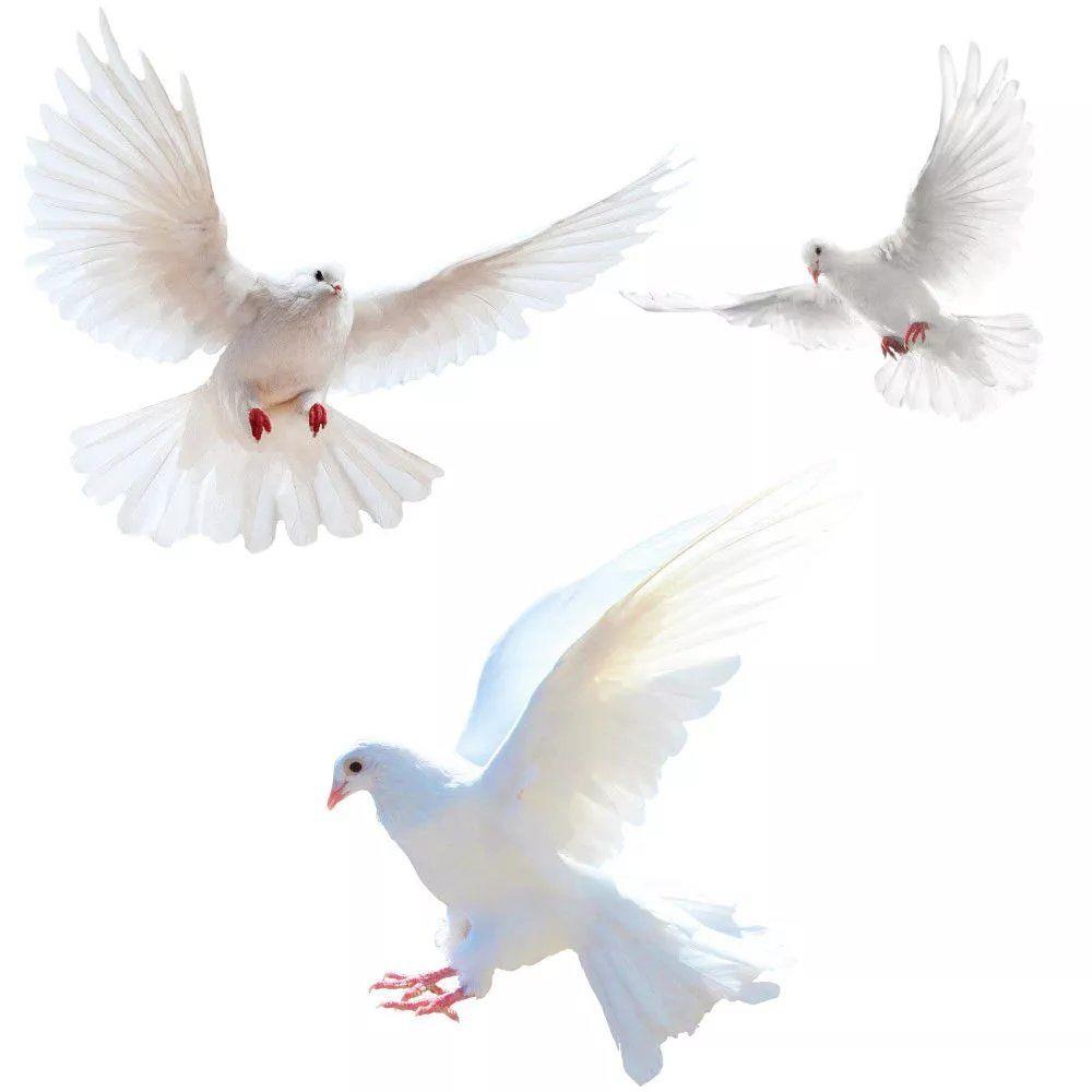Peace Dove Wall Stickers for L - Xt Home Textiles avis et prix