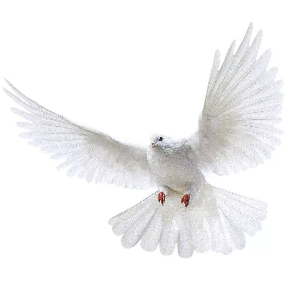 Peace Dove Wall Stickers for L - Xt Home Textiles avis et prix