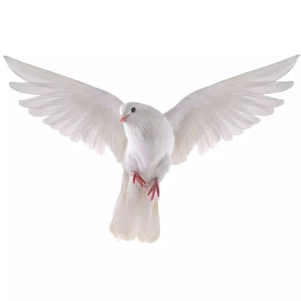Peace Dove Wall Stickers for L - Xt Home Textiles avis et prix